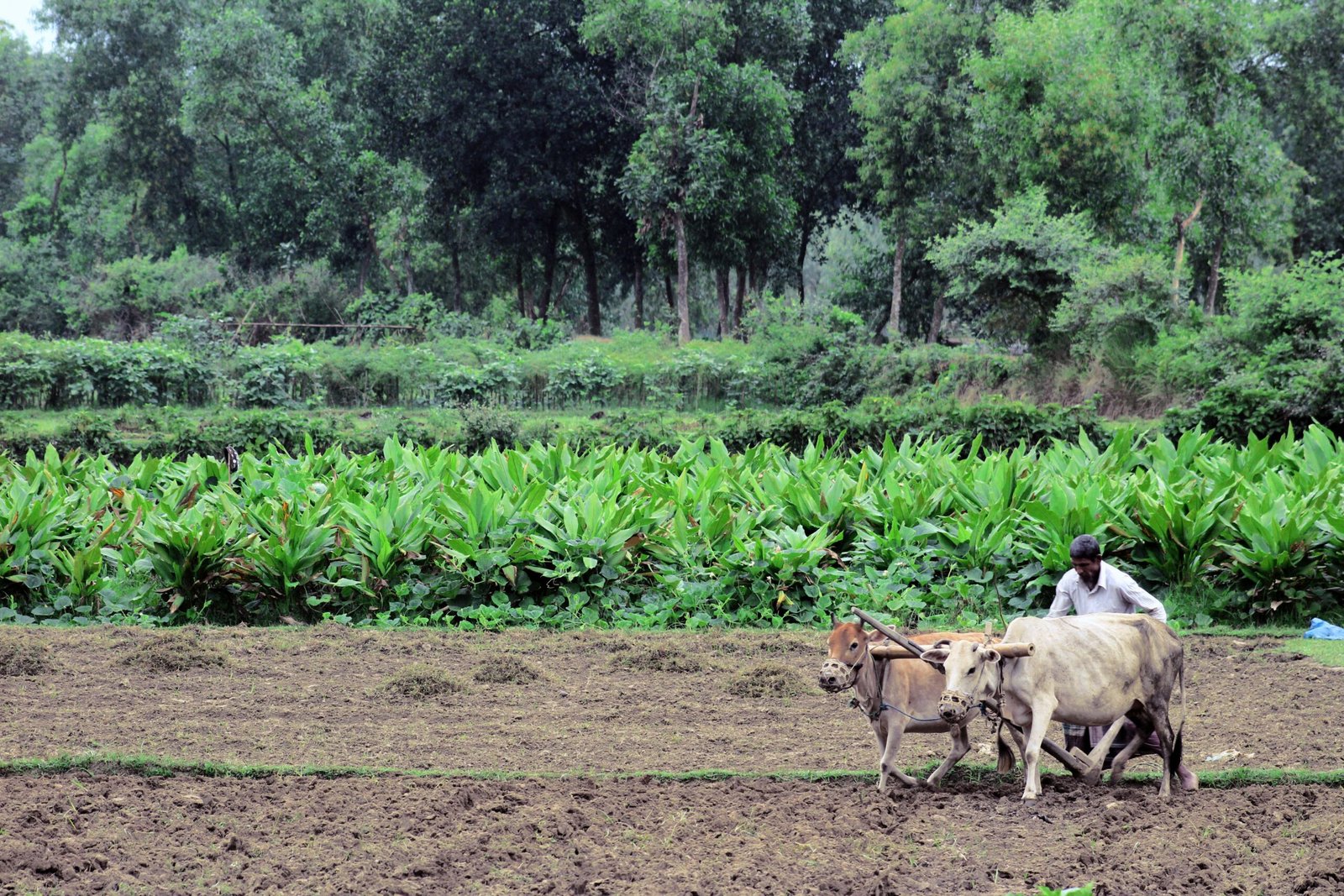 Bangladesh Water Project